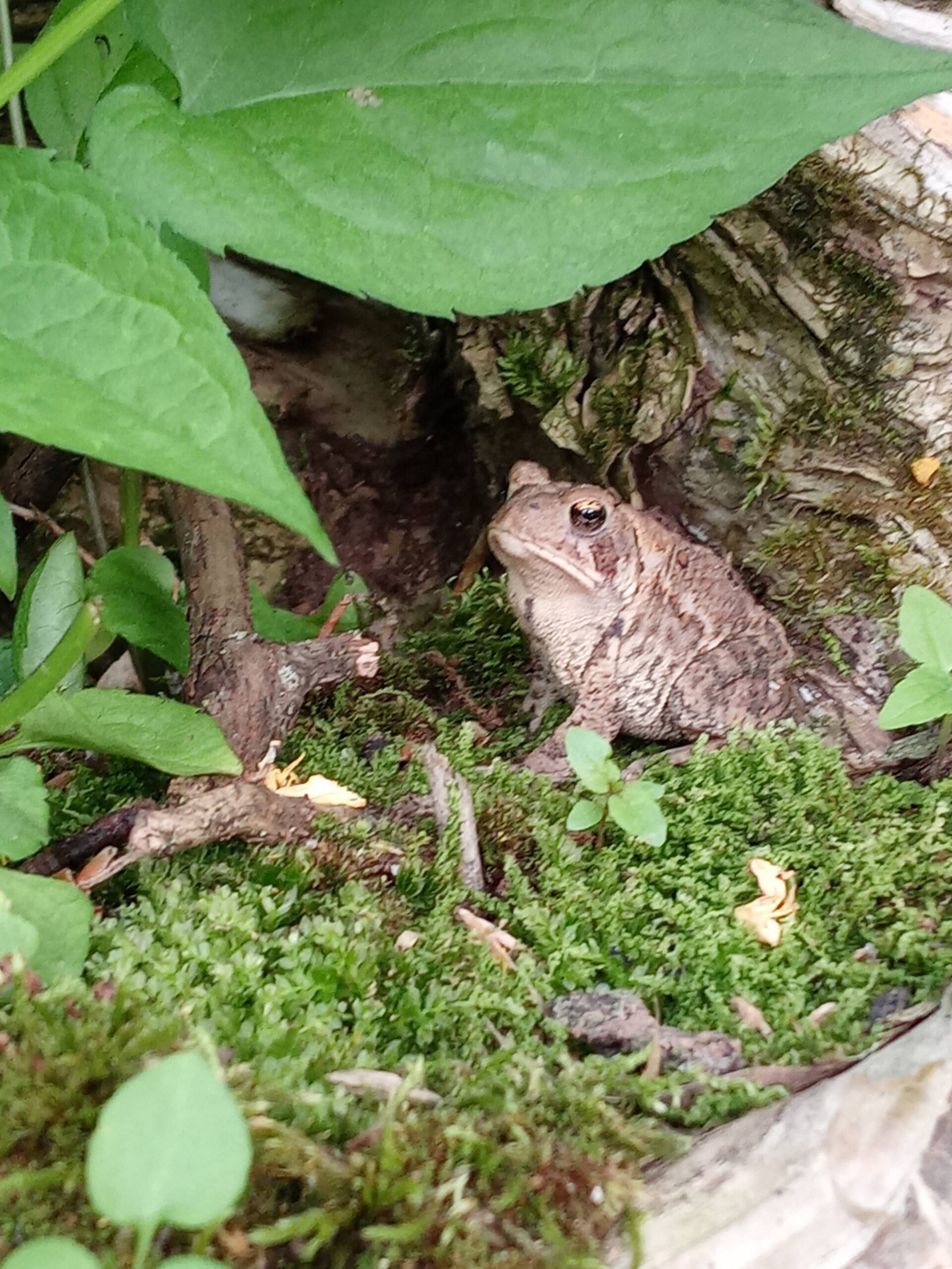 a frog sitting on moss on piece of land a seller sold us in Gladwin, Michigan