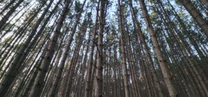 northern michigan pine trees