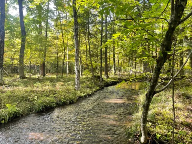 Michigan land with beautiful creek on it located near Gaylord in Otsego County