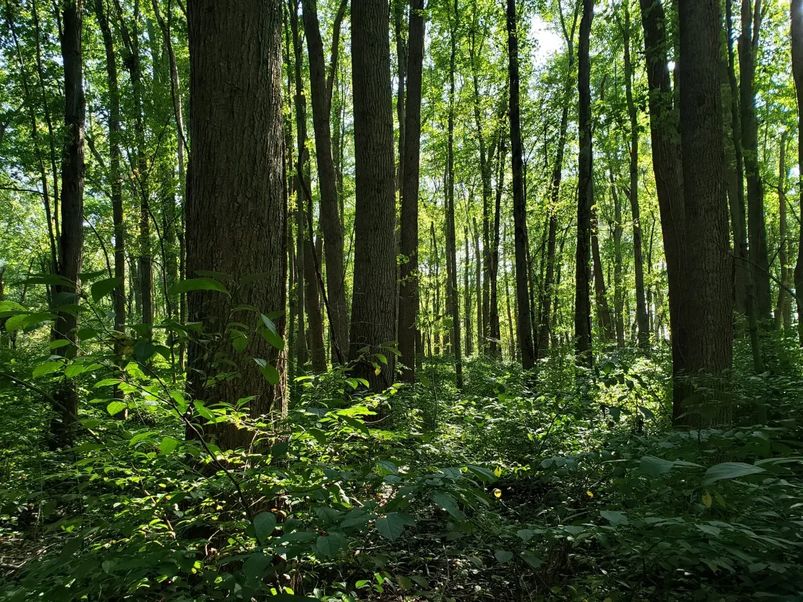 Depicts a piece of Michigan land with an old growth forest.