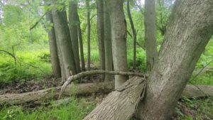 1 acre a seller sold us this land on chippewa river near mount pleasant, michigan. this image is beautiful full grown trees next to a river bank