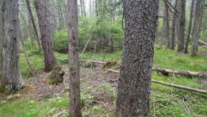 a thick pine tree on neebish island, near sugar island in chippewa county michigan